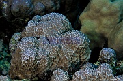 Porites rus-Safaga Middle reef-13m-20171124-Denis-ADER-DSC_3859_tn